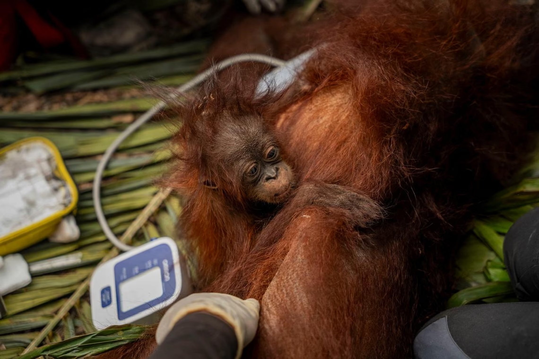 ‘Everything is dried and burned’: El Niño-fueled fires put Indonesia's orangutans at risk