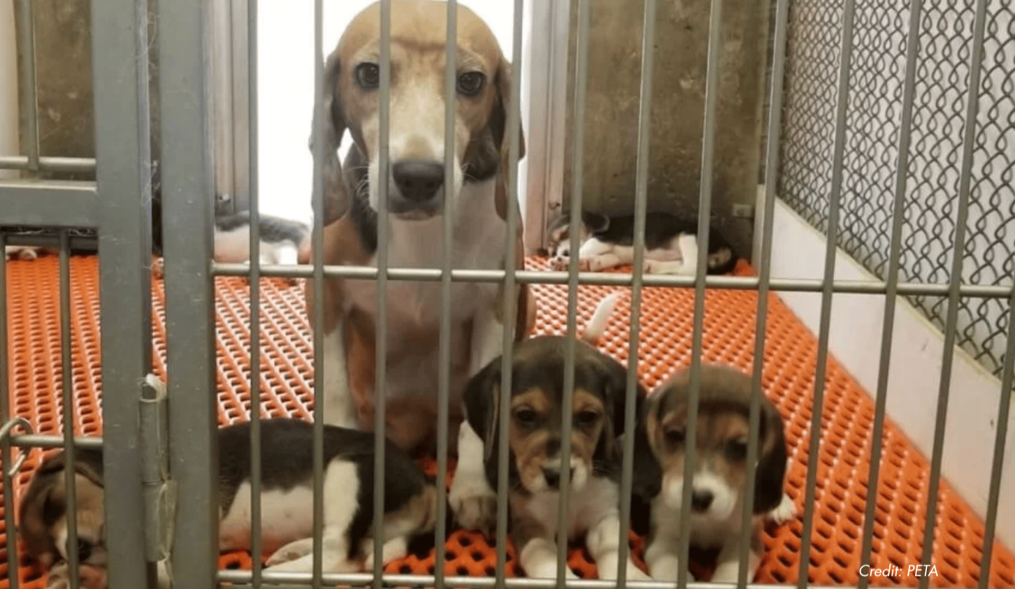 New bipartisan bill aims to end taxpayer-funded testing on dogs and cats