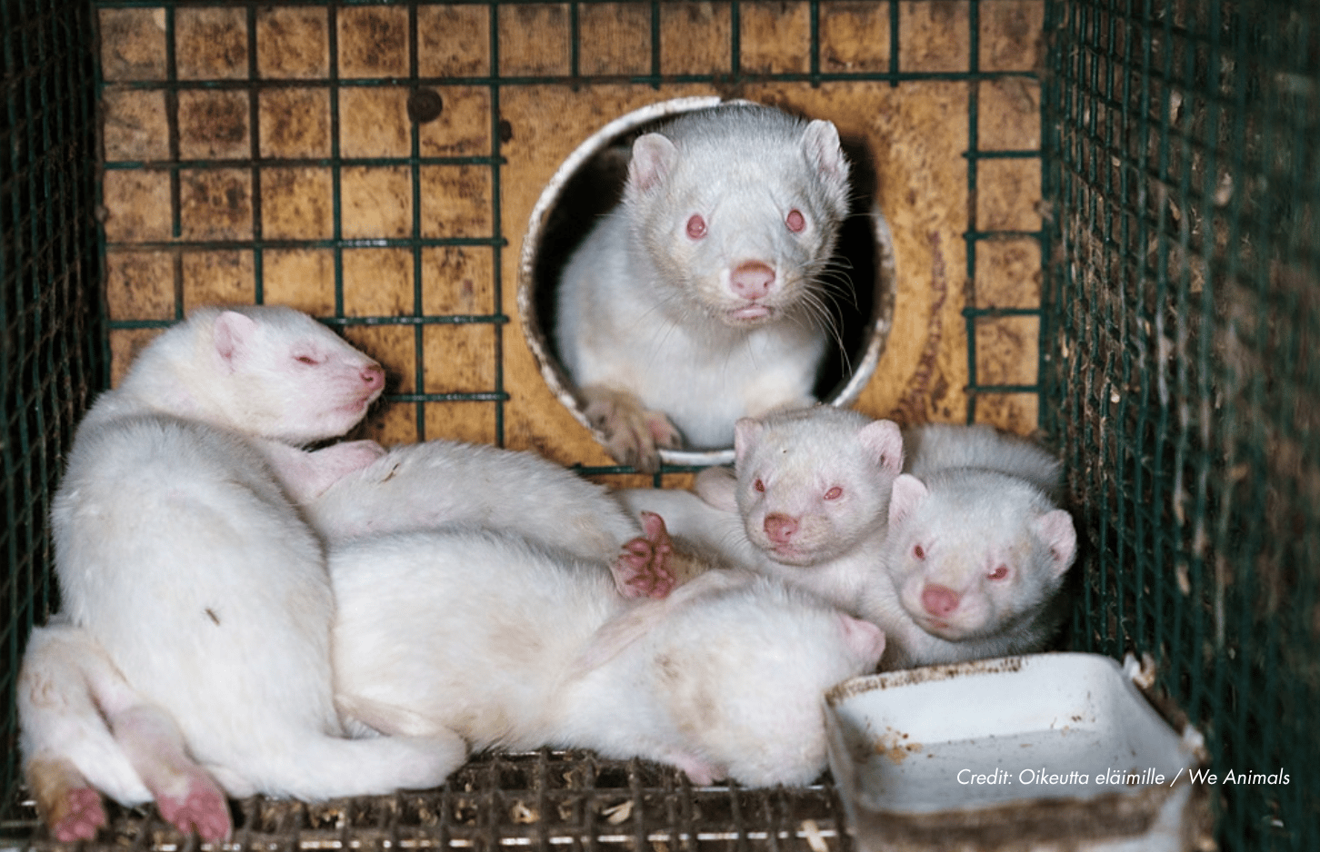Deadly bird flu outbreak hits U.S. mink fur farm for the first time