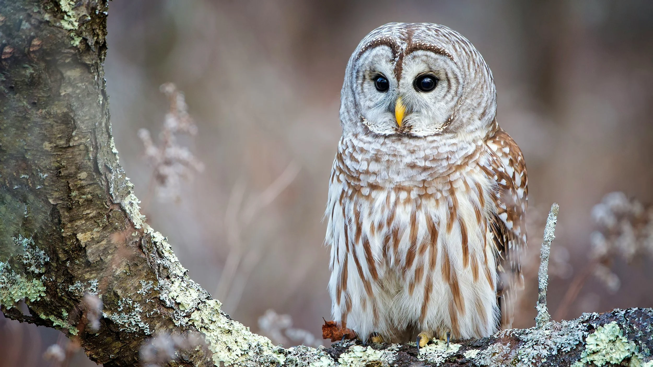 Barred owl killing moves forward despite legal challenge as Oregon launches its own program