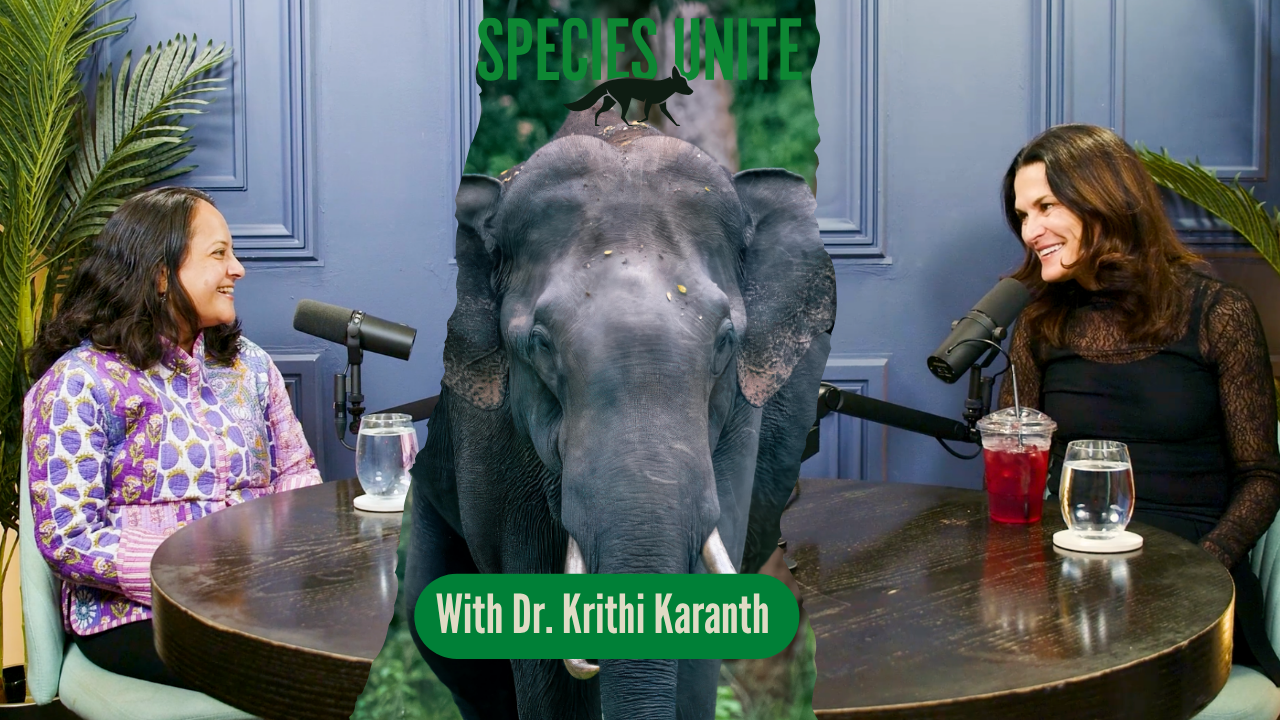 S14. E7: Dr. Krithi Karanth: Saving Wildlife in a World of Humans