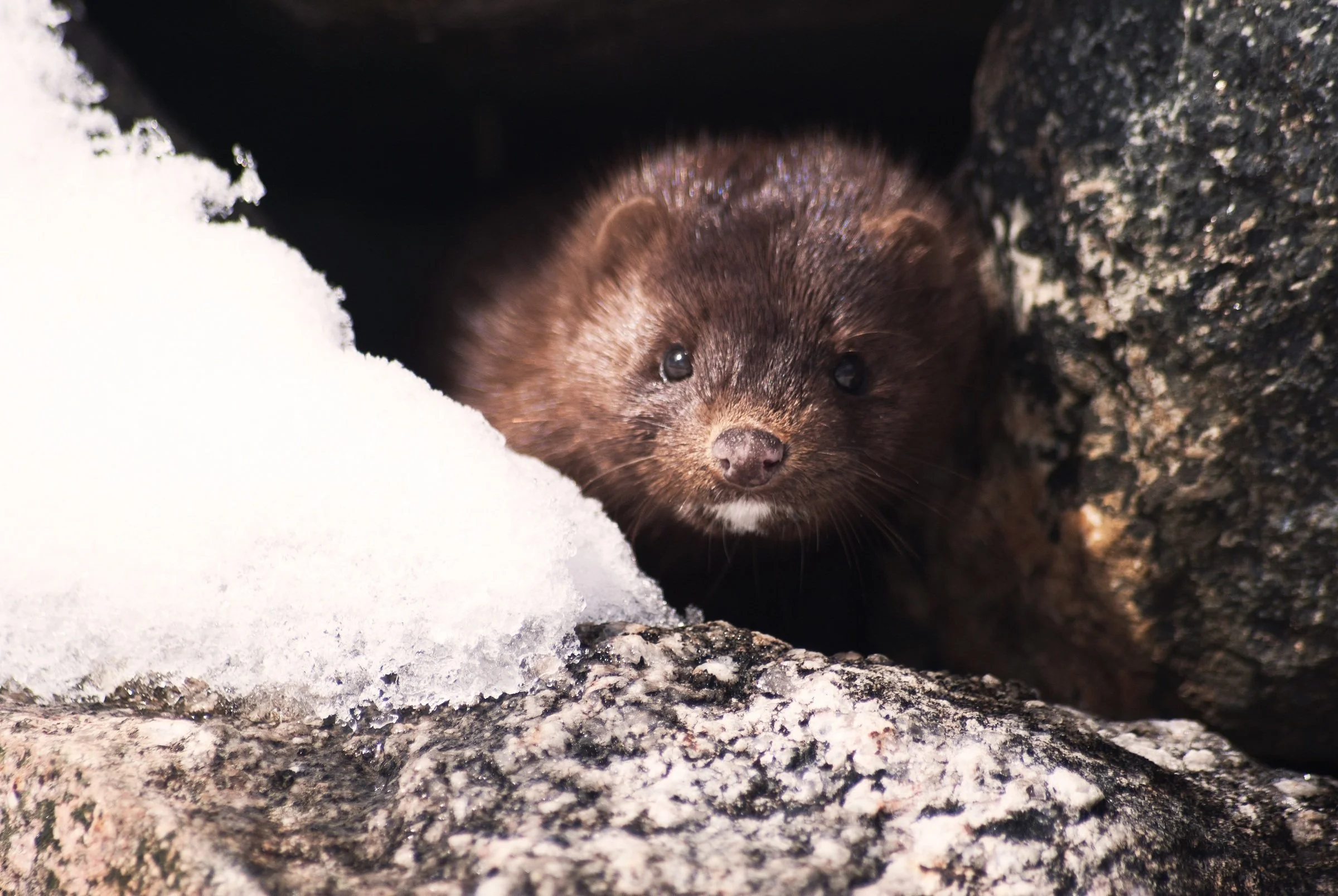 Once the world’s leading producer, Denmark will end mink fur farming