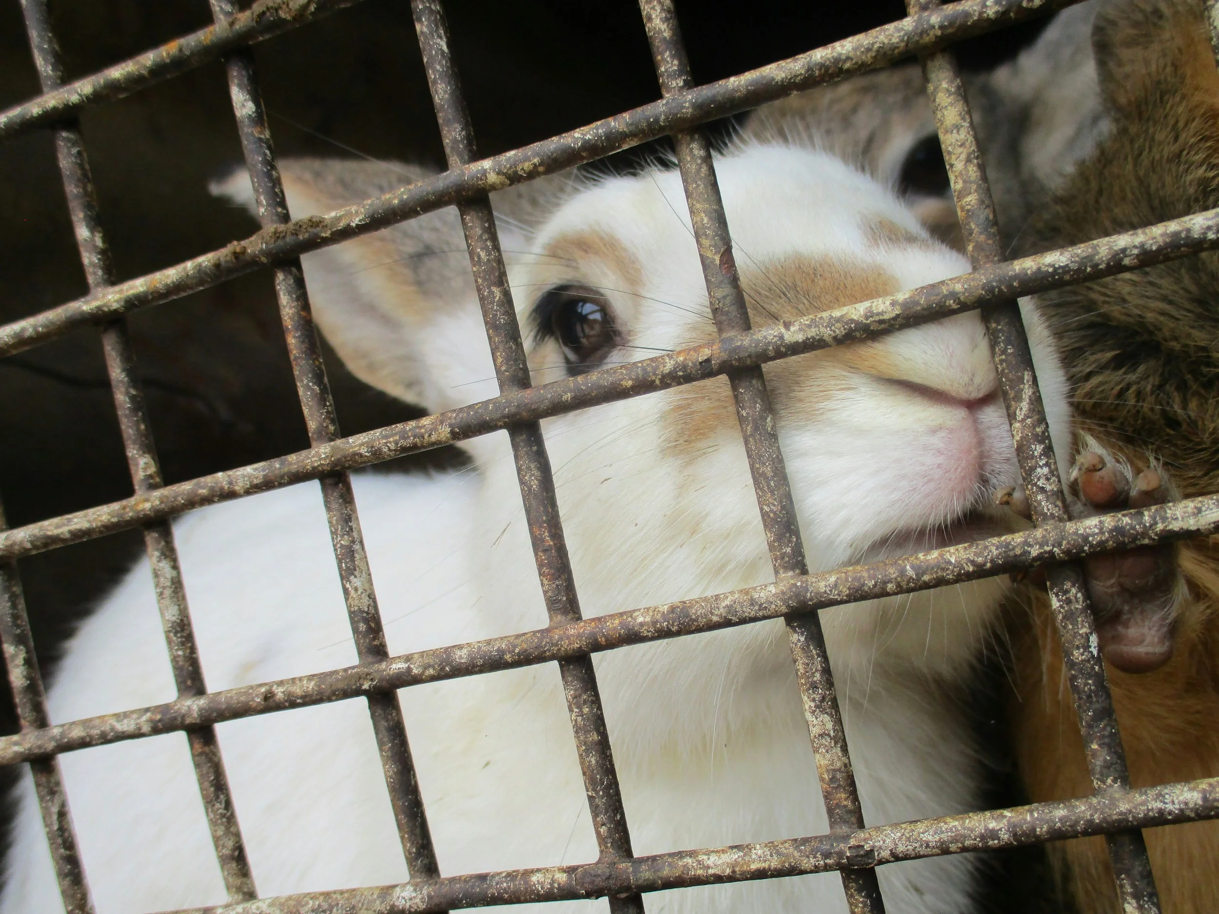 Pennsylvania lawmakers unanimously pass ban on animal testing for cosmetics