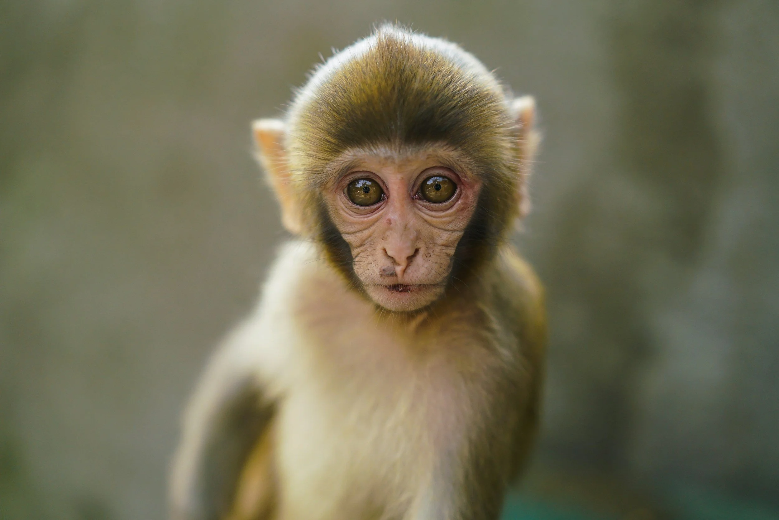 Four defendants have pleaded guilty to participating in a sadistic monkey torture ring, with a further three separate convictions