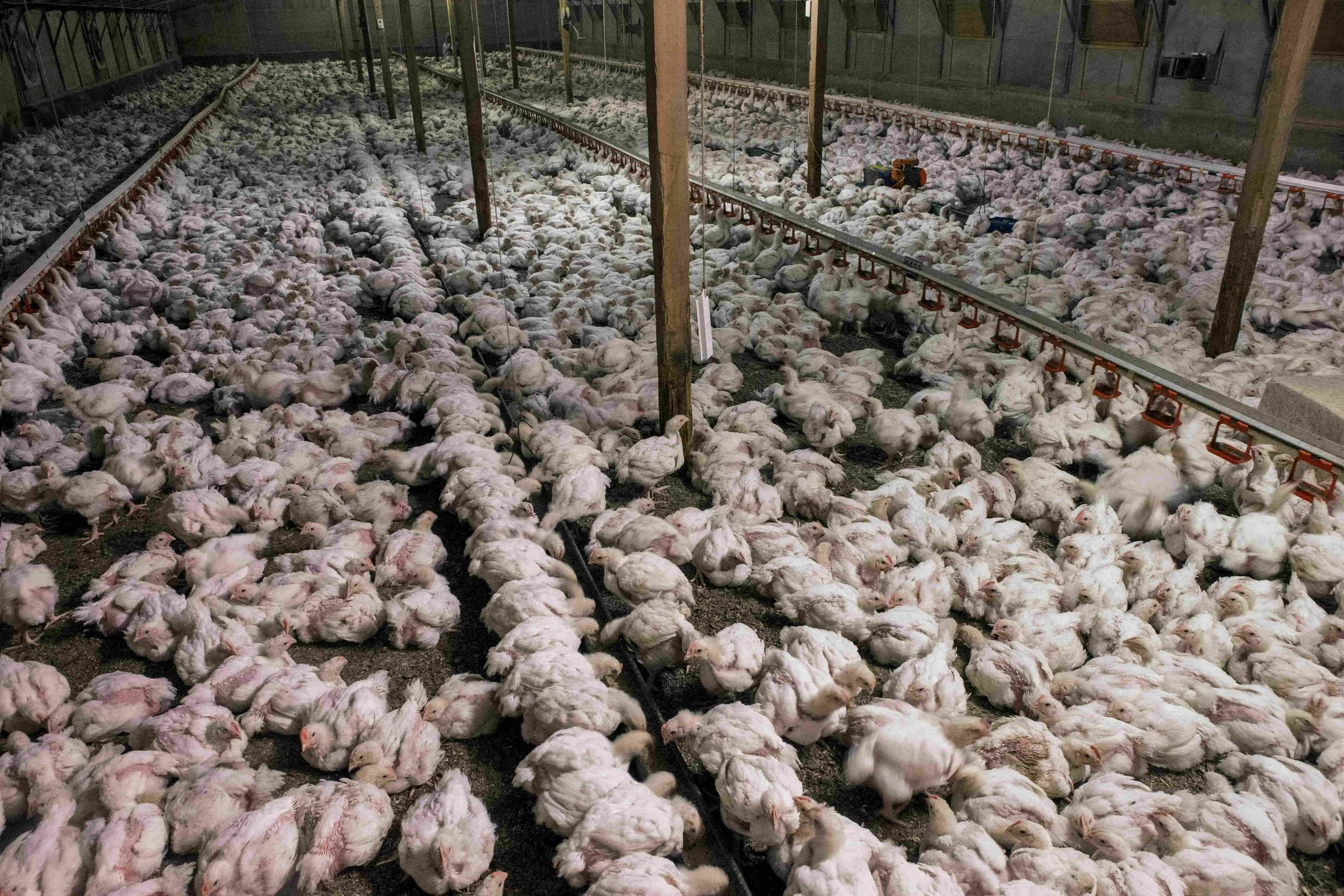 Sixth fatal bird flu case confirmed in Cambodia amid growing outbreak ...