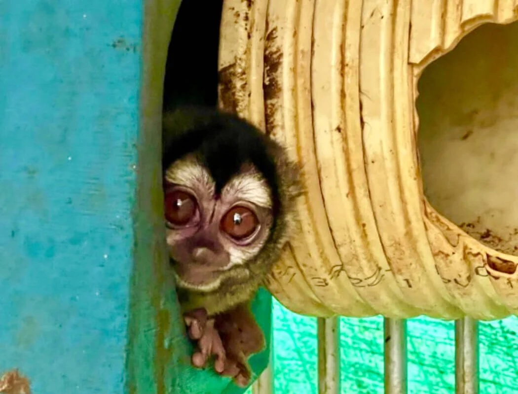 NIH Halts Funding for Controversial Colombian Lab Involved in Monkey ...
