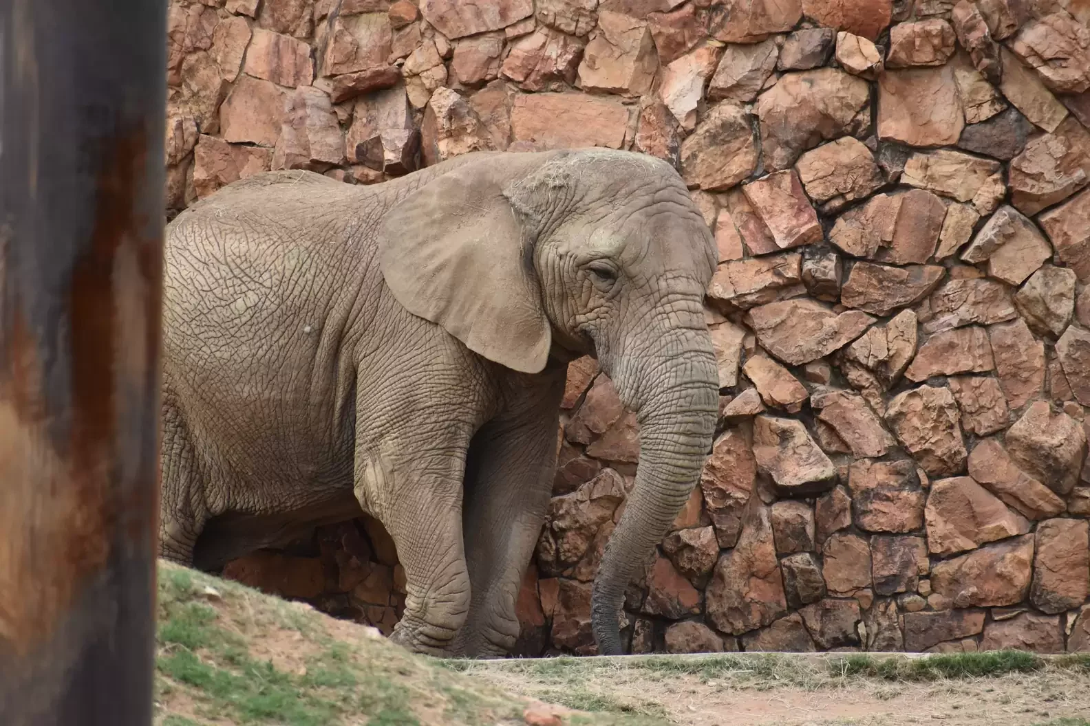 It is unlawful and unethical to keep elephants in Johannesburg Zoo, say campaigners in landmark court case