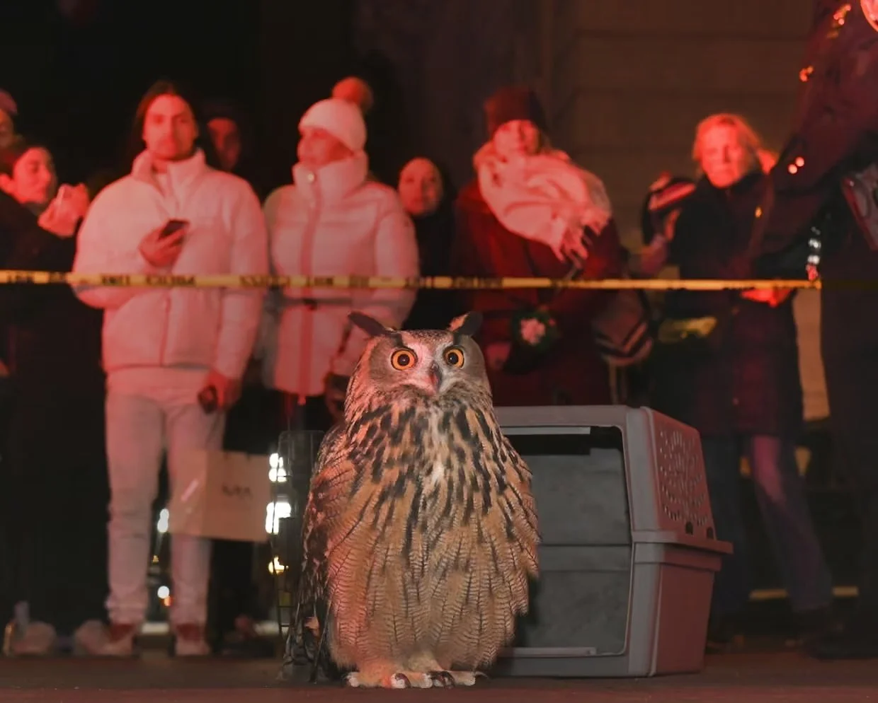 Documentary on Flaco the owl premieres in Central Park ahead of theater release