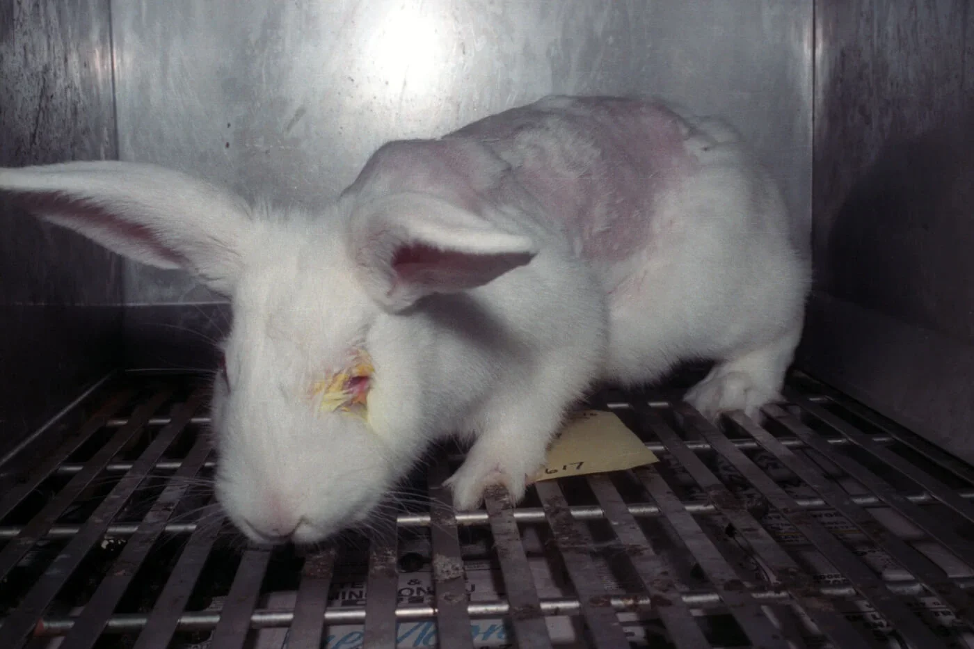 Animals are still dying for your makeup. Here's how we can stop it