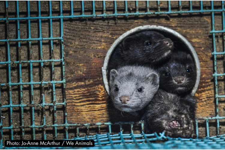 Progress! Bulgarian Supreme Court Upholds Historic Fur Farming Ban ...