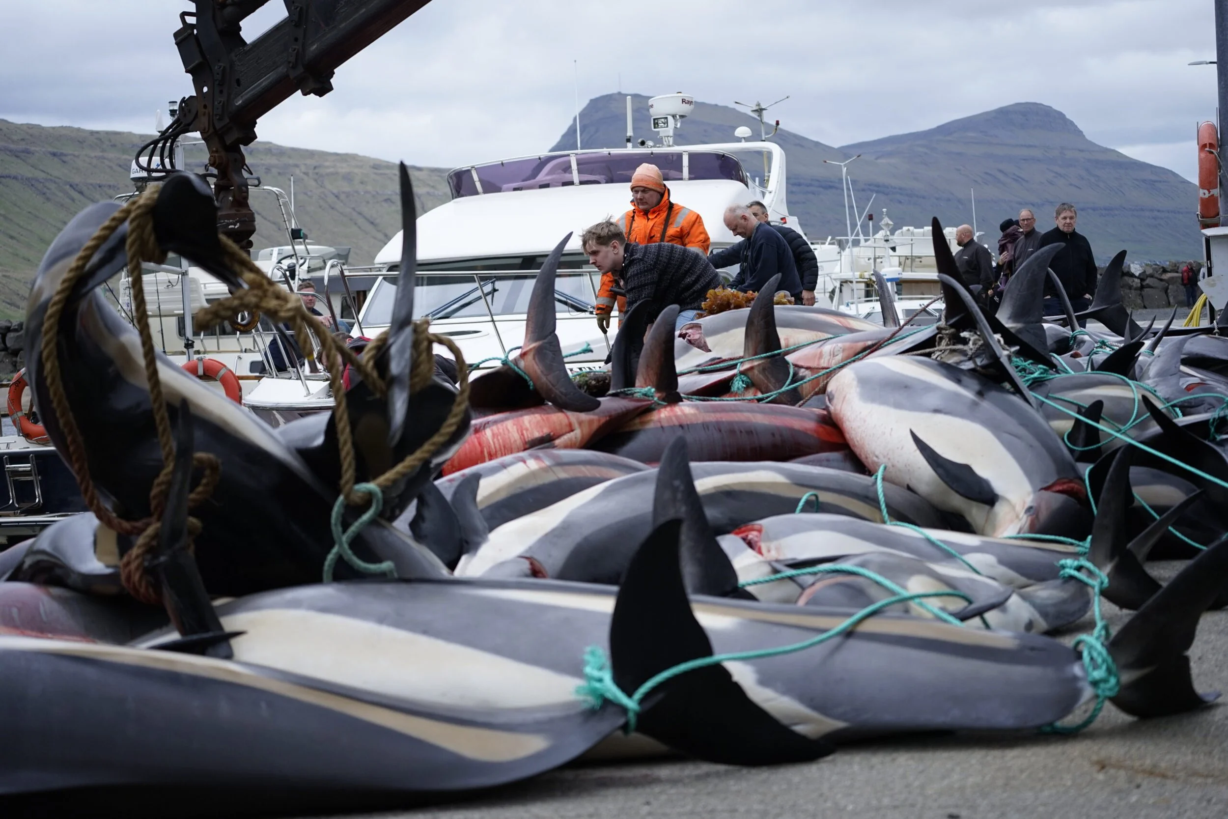 Faroese hunters kill over 700 dolphins in a single day