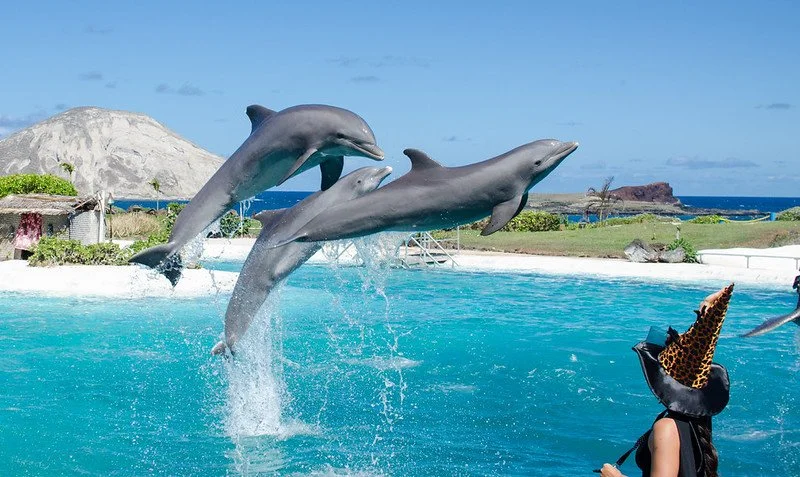 Campaigners call for release of 11 dolphins at newly Native Hawaiian-owned Sea Life Park
