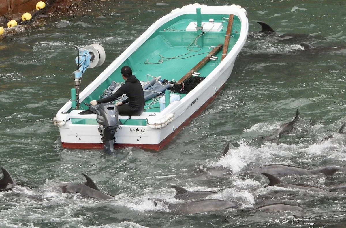 Melon-headed whales killed and bottlenose dolphins captured alive as Taiji’s drive hunt resumes