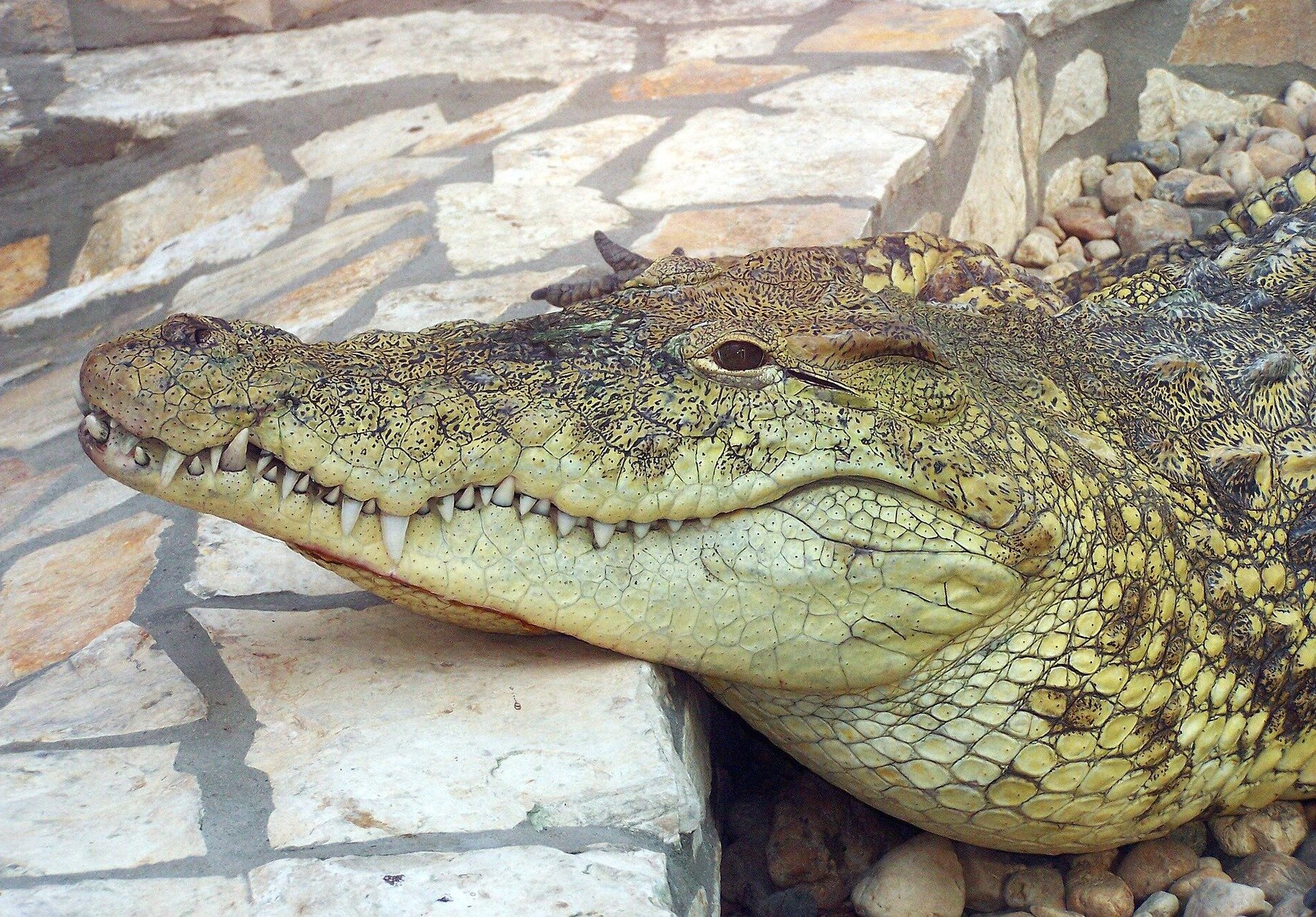 AFRICA: Louis Vuitton enforces purchasing criteria for crocodile skins