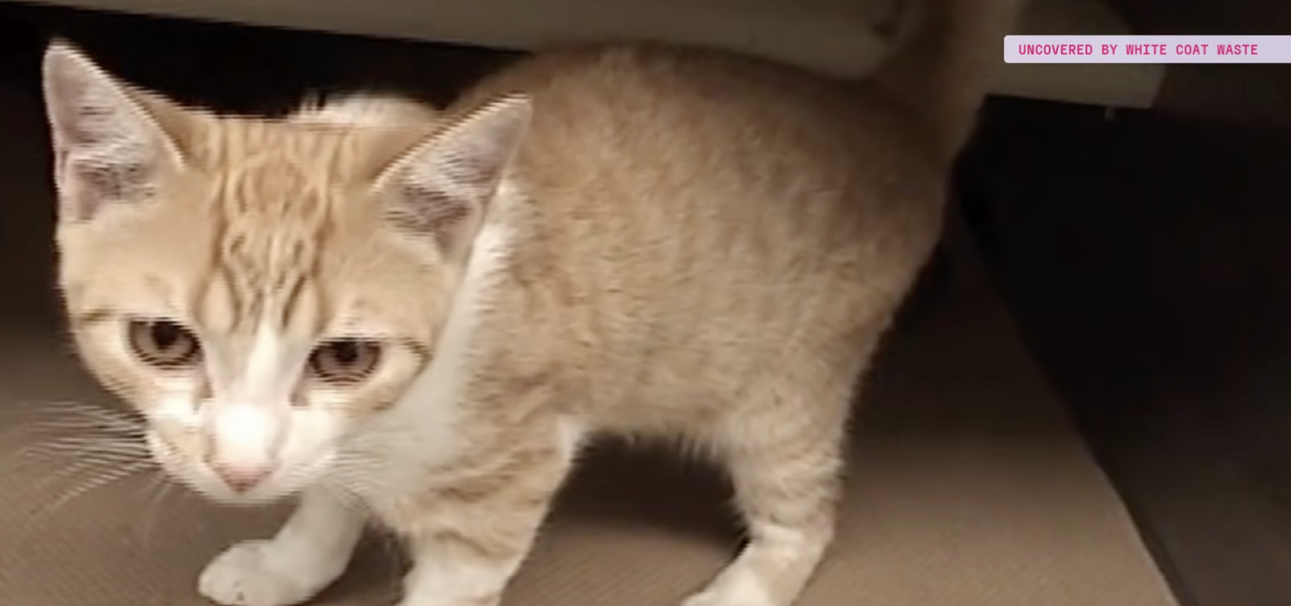 Kittens tortured in NIH-funded University of Florida lab, new report reveals