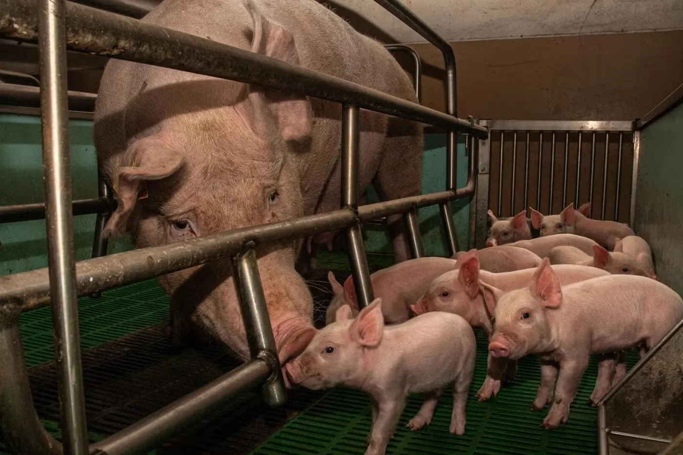 What the Farm Bill could mean for 55 billion animals