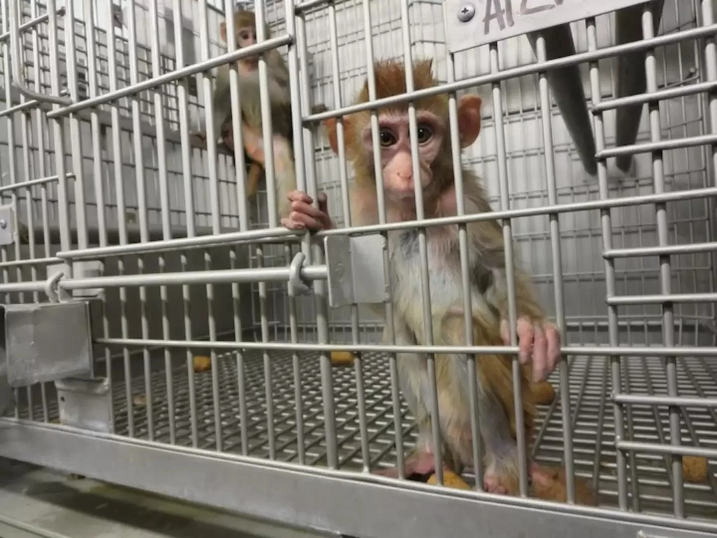 Company behind huge monkey-breeding facility in Georgia vows to build the facility despite opposition