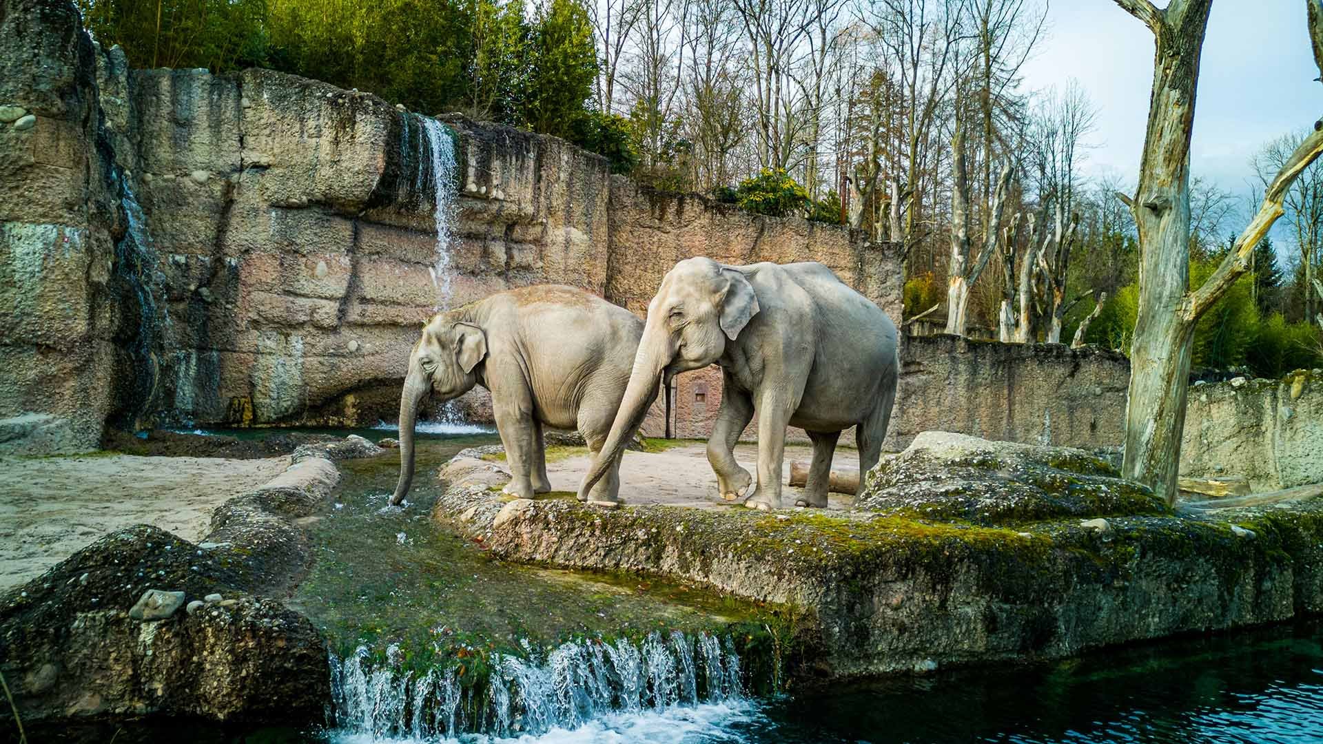 Zurich Zoo faces calls to end its elephant breeding program immediately, following the death of another calf