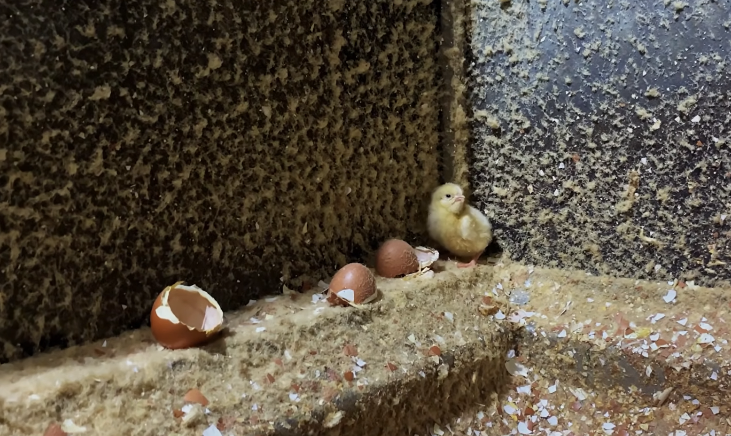 ‘No justification’: inside the killing of day-old male chicks
