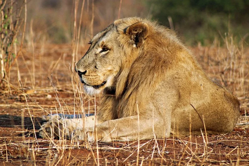 Instead of killing lions, villagers in Tanzania are now rewarded for keeping them alive