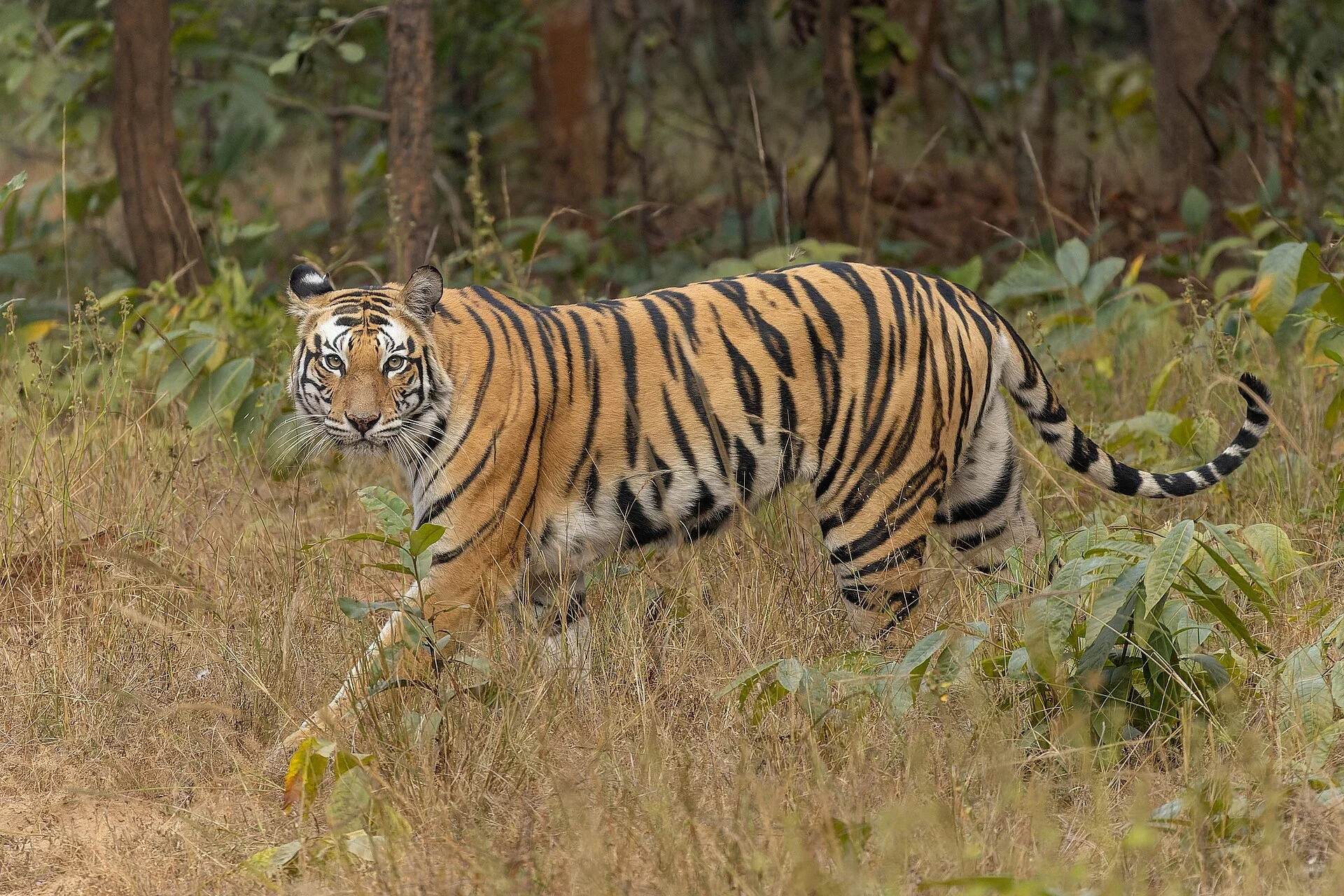 Wildlife population sizes decline 73% globally, but there’s still hope, report finds
