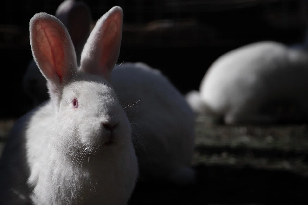 UK government unveils strategy for new technologies to replace animal testing