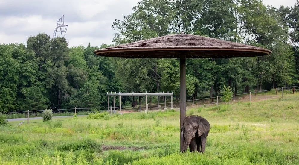 Campaigners continue to urge New Jersey safari park to retire its five elephants, citing lack of shade and enrichment, and noise pollution from neighboring amusement park