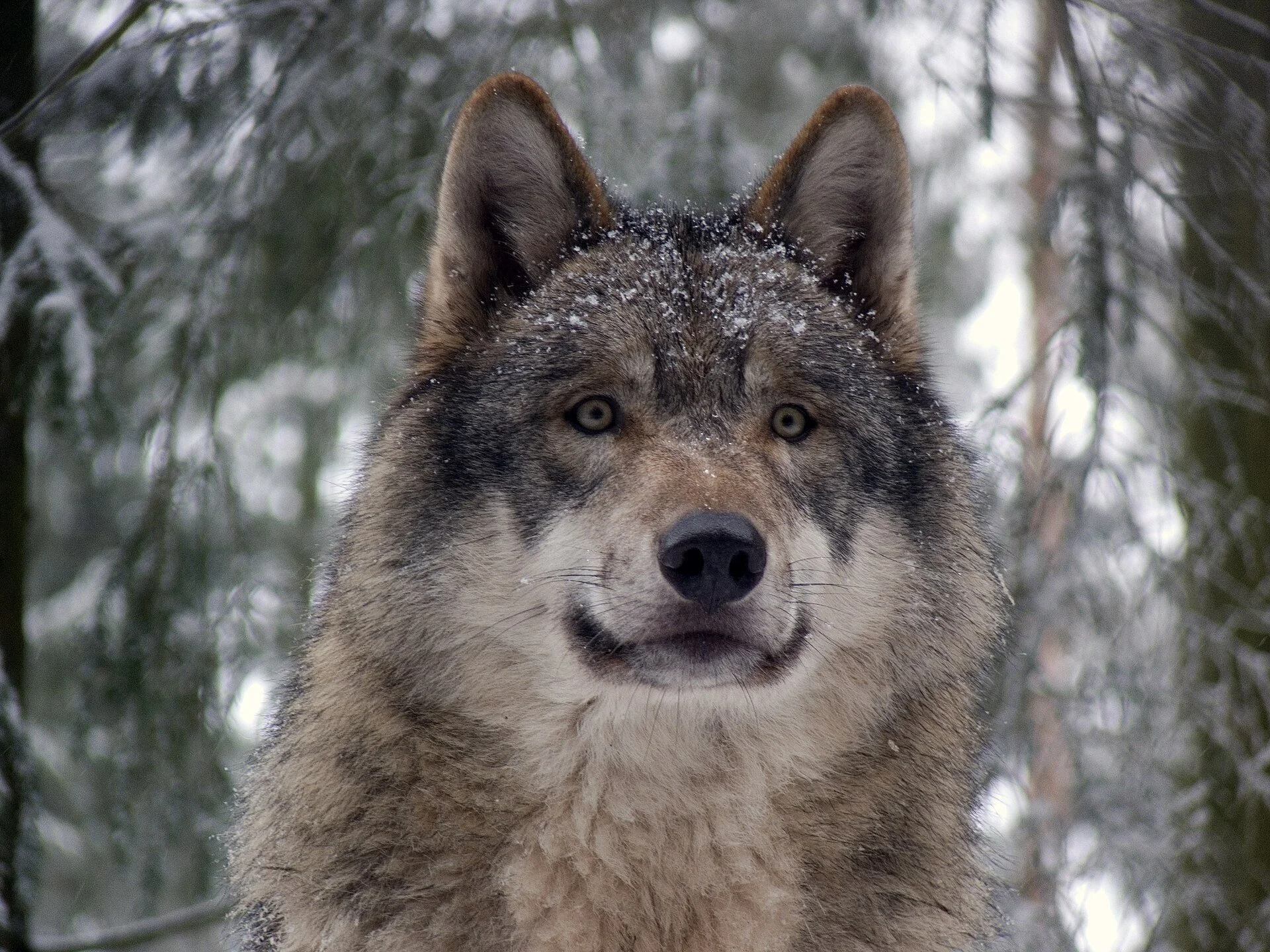 Up to 300 wolves could be killed in Montana this hunting season, despite lower quota recommendation