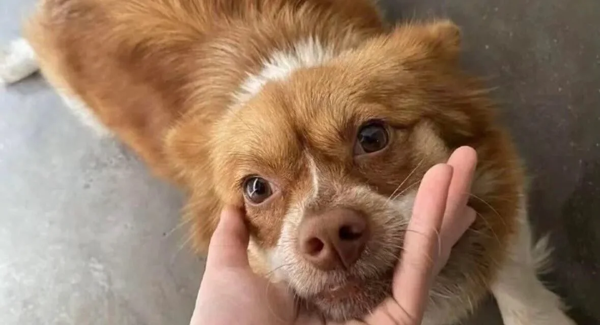 Stray dog burned alive in China exposes the devastating cost of no animal welfare law