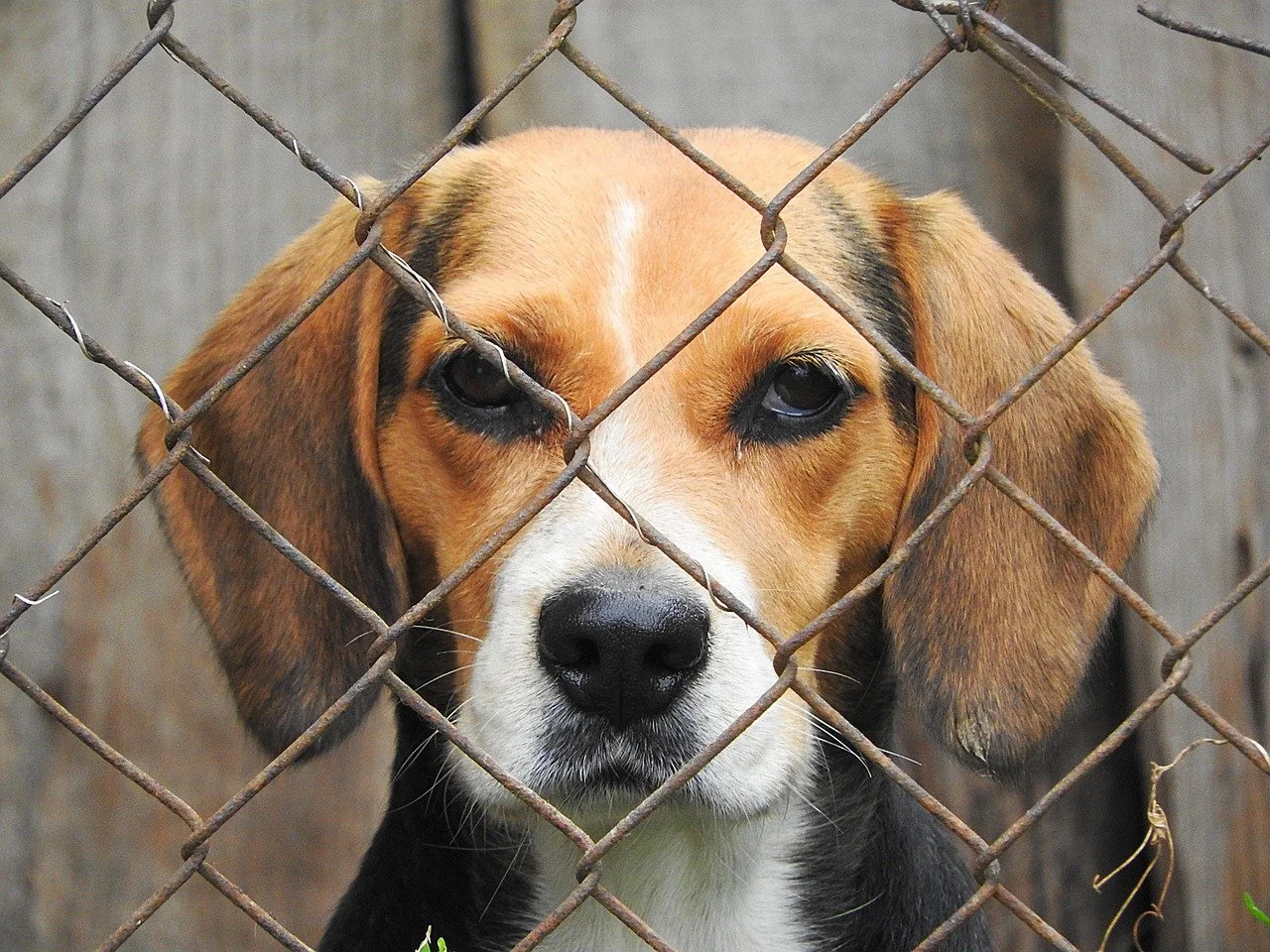 Yes, beagles are still being tested on in laboratories