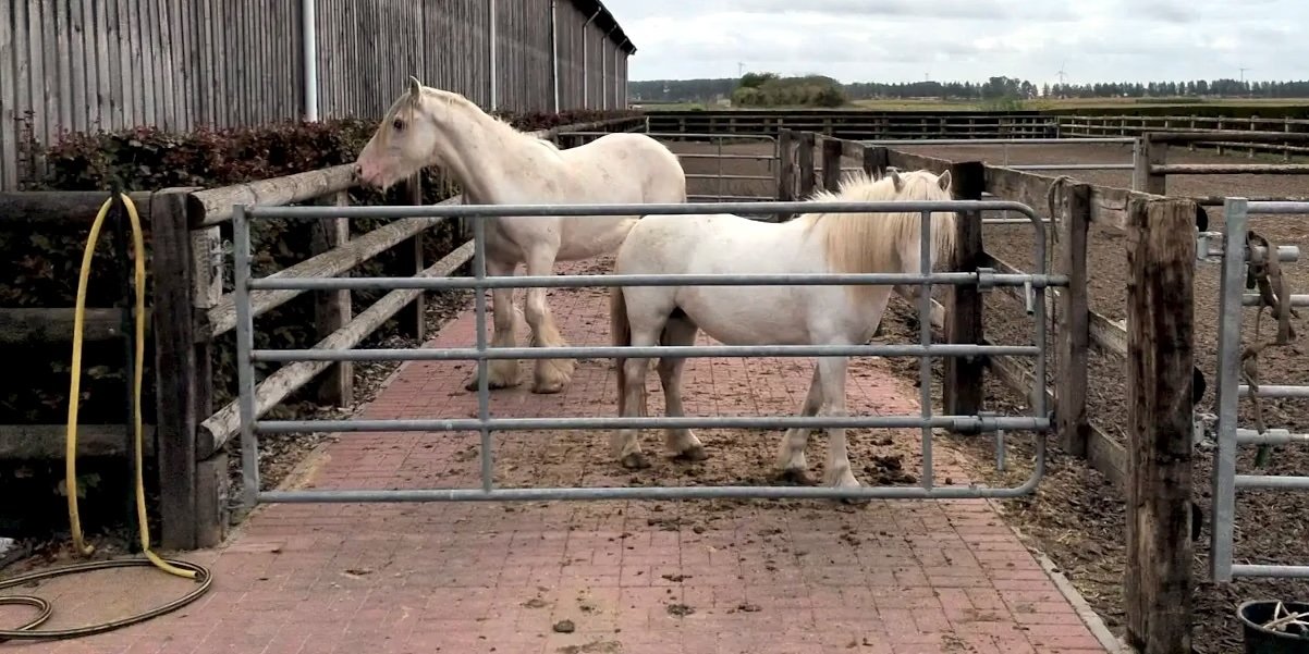 Investigators uncover a suspected horse trafficking network across Europe