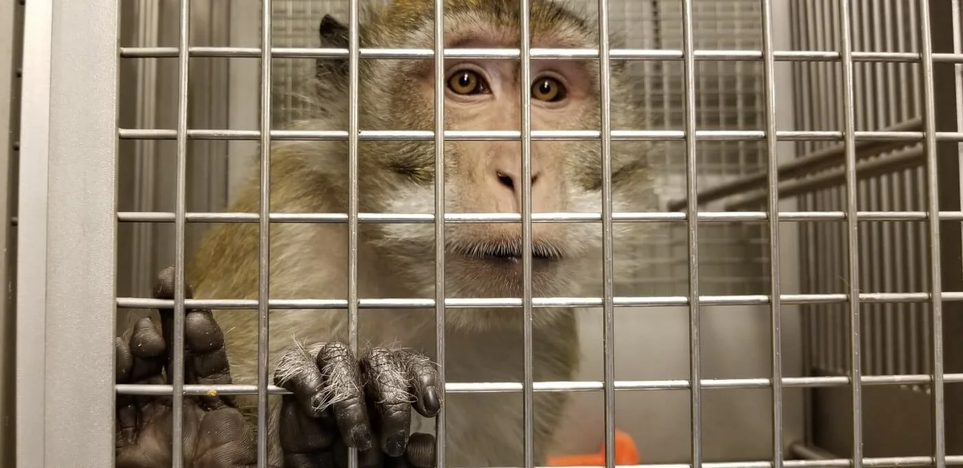 US government rejects endangered species protection for long-tailed macaques for the second time