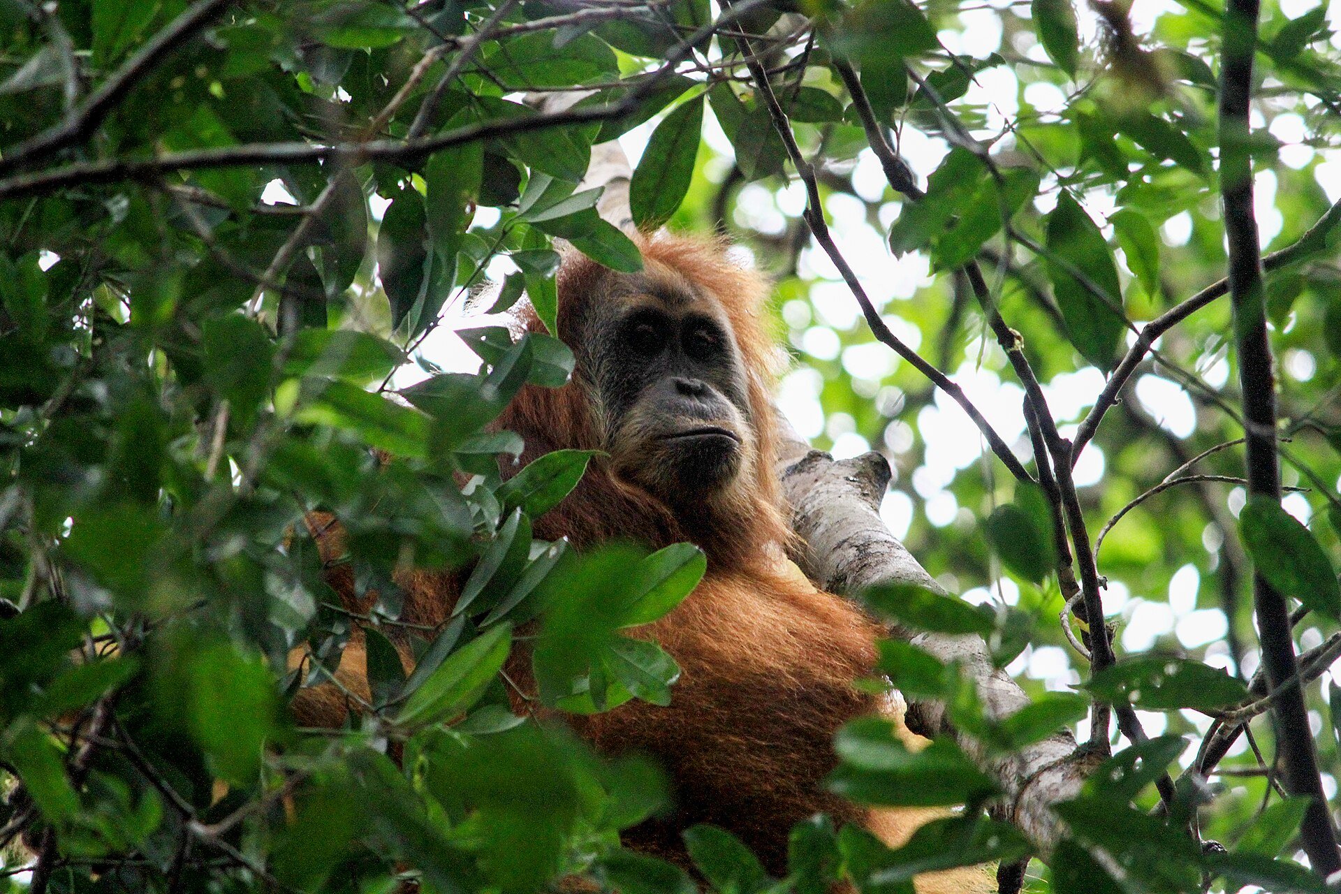 Extreme rainfall in Indonesia in 2025 killed 7% of the world's rarest great ape