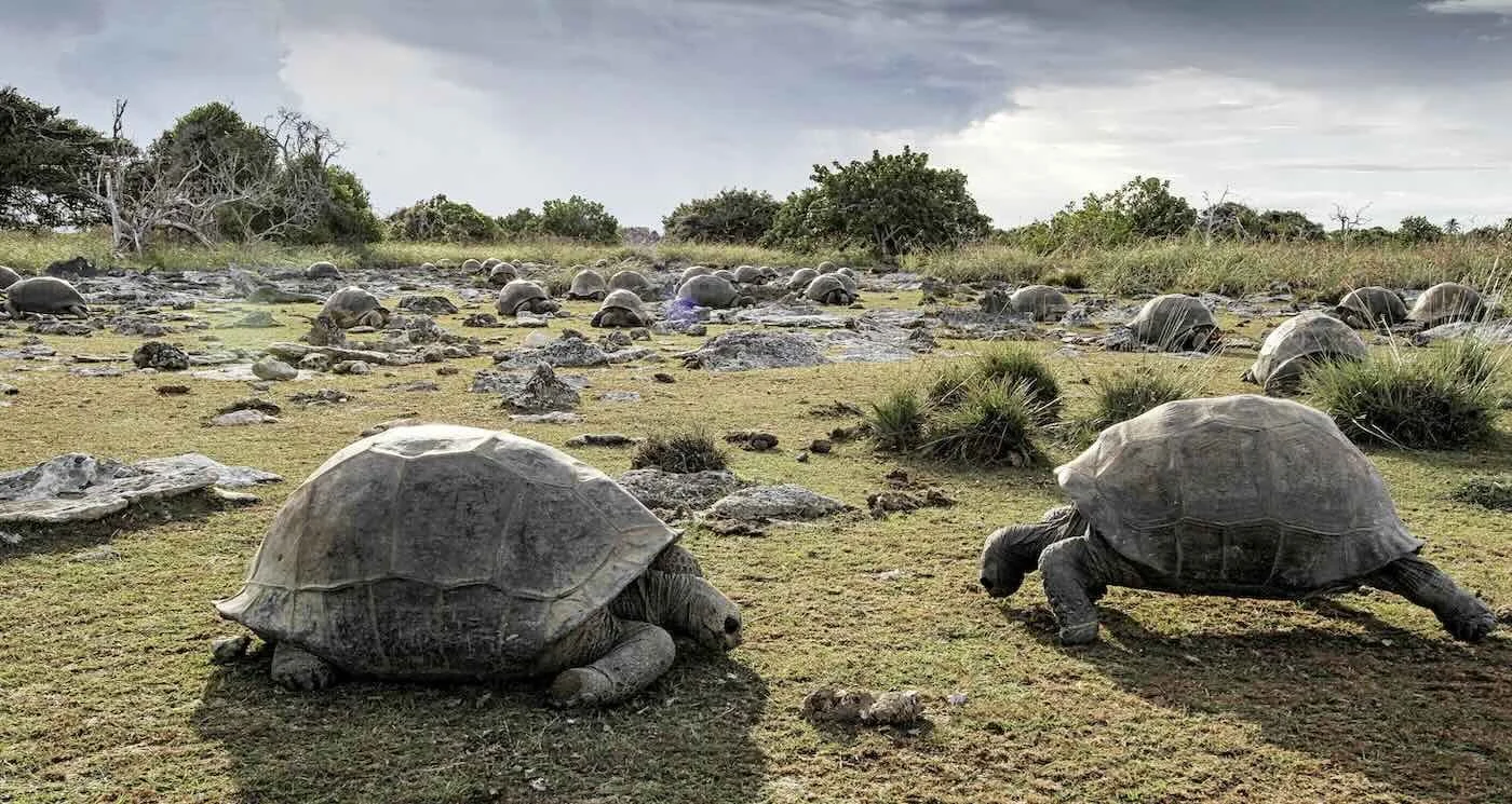 The world’s largest wild giant tortoise population stands at an estimated 183,000, new study finds