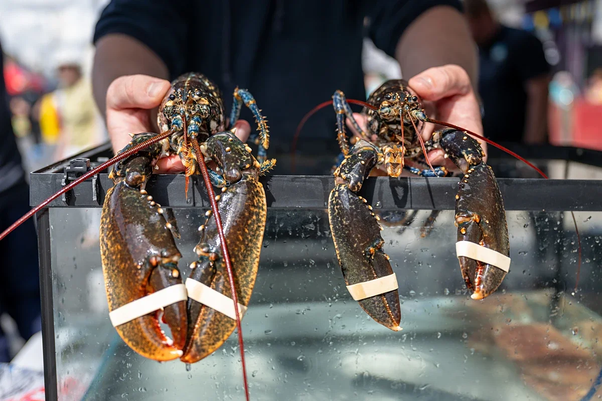 Boiling lobsters alive to be banned in England after recognition of sentience
