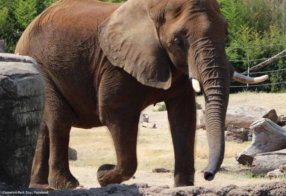 An adult elephant walking outdoors in a zoo enclosure with trees and rocks in the background.