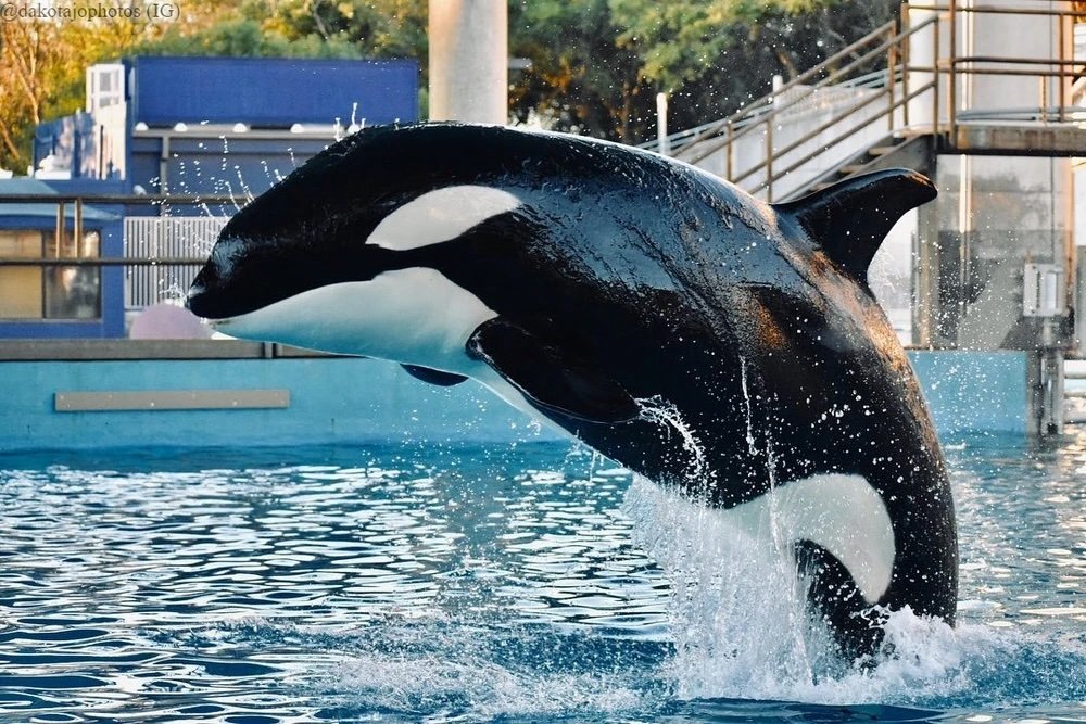 Kamea, the youngest orca at SeaWorld, dies at 11 — Species Unite