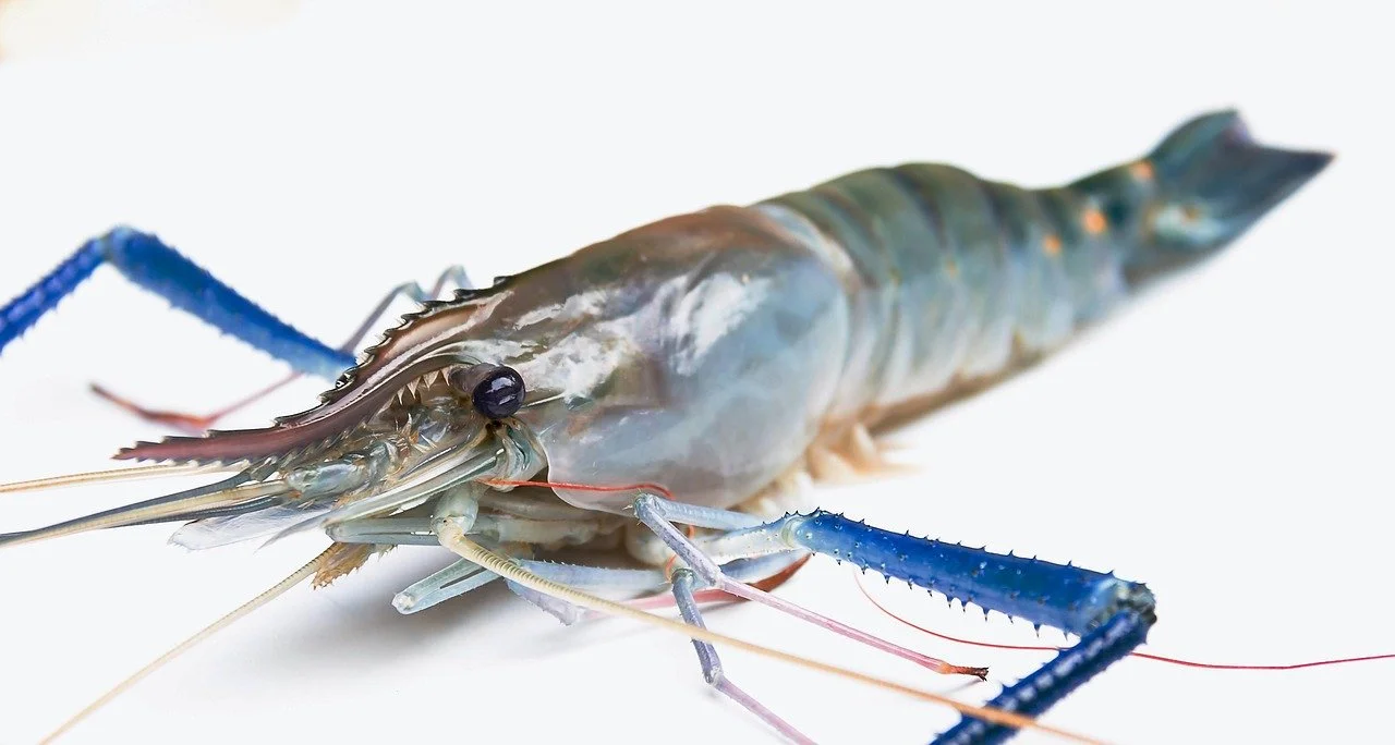 Prawneye Prawns have their eye stalks cut off while still alive to speed up the ...