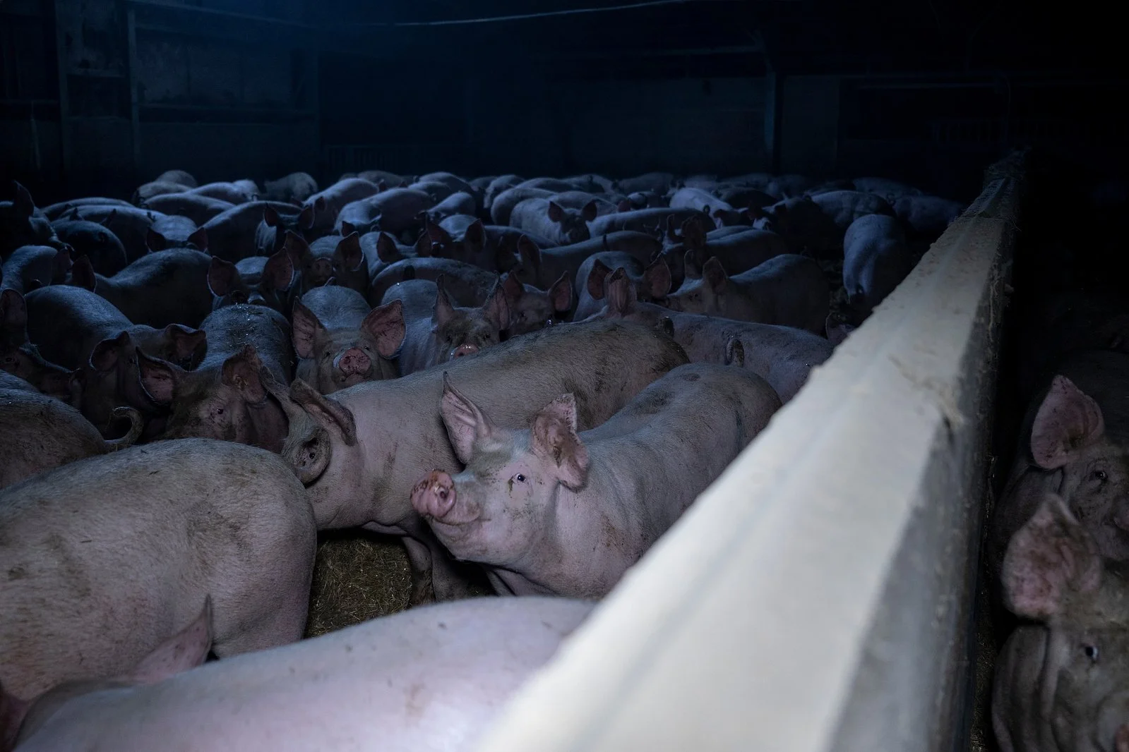 Living near factory farms increases cancer risk, warns study