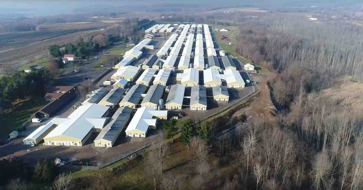 After Ridglan, the fight against beagle breeding for testing turns to Marshall BioResources