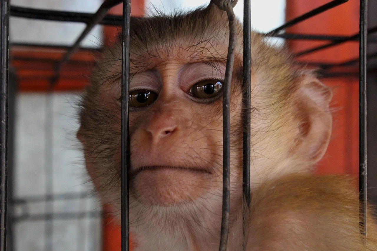 Biomedical research company Charles River purchases Cambodian monkey breeding farm