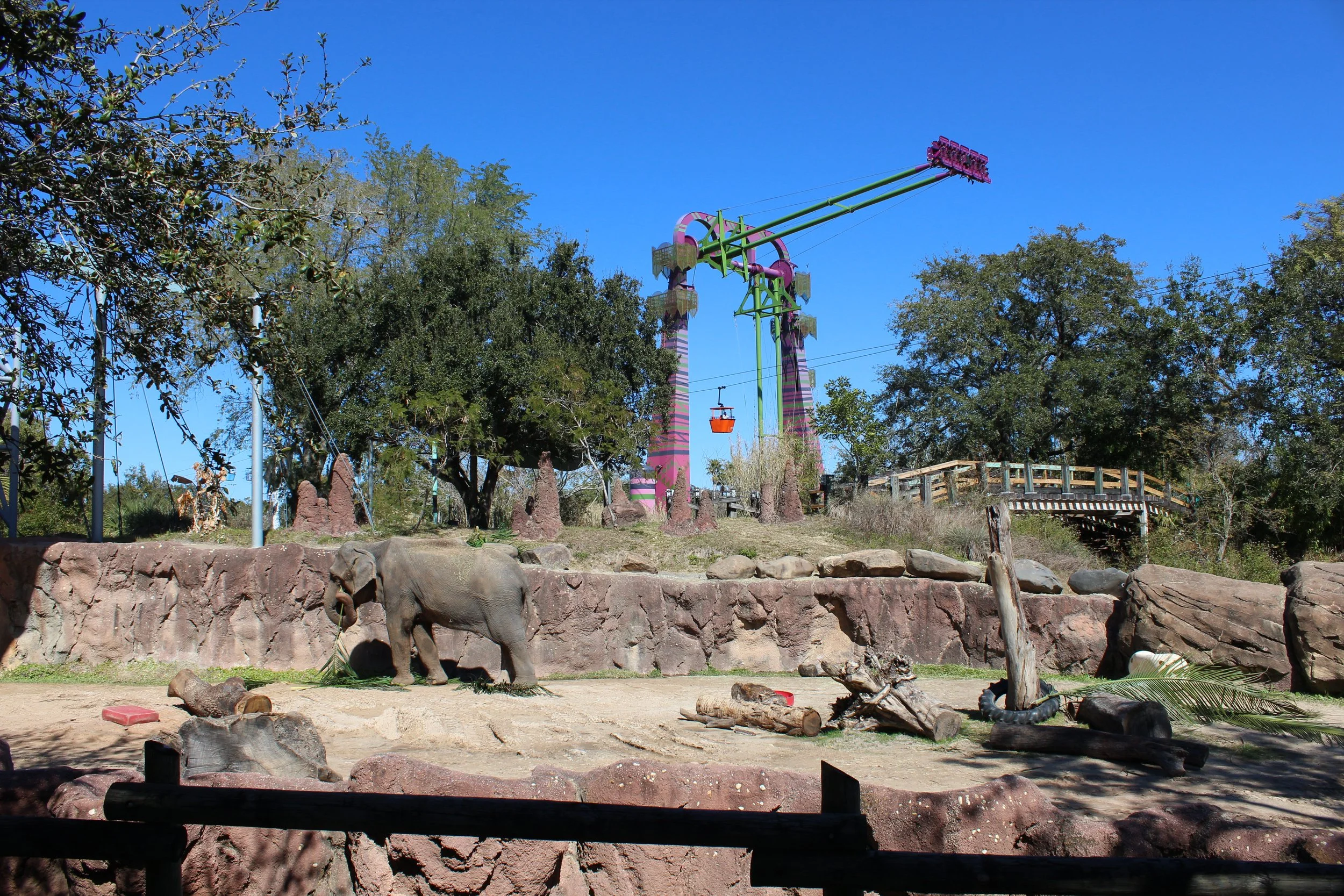 New investigation into Florida elephant park raises doubts about animal welfare