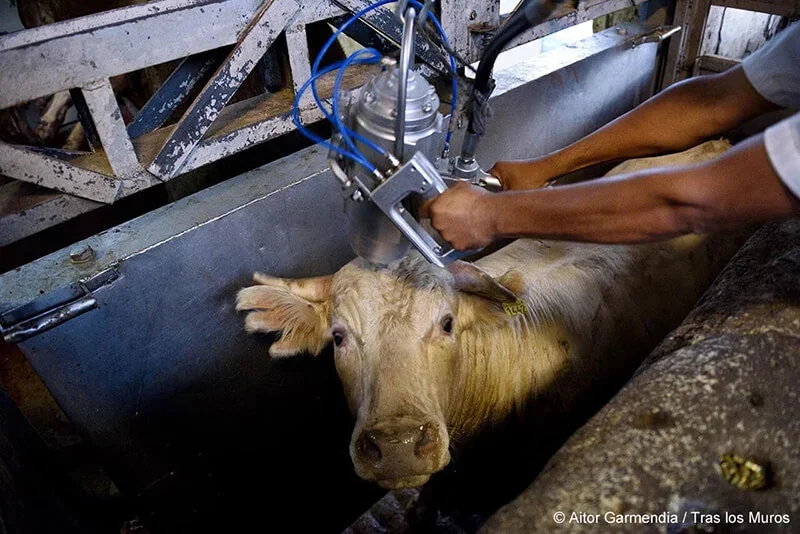 The slaughterhouse stories you weren't supposed to see