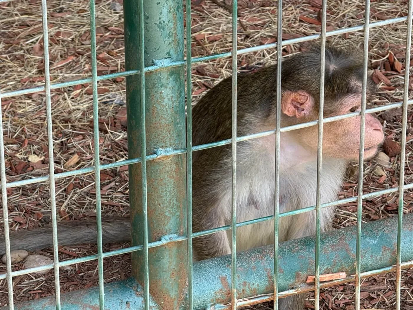 Roadside zoo in east Texas may still be operating despite suspension, allege campaigners