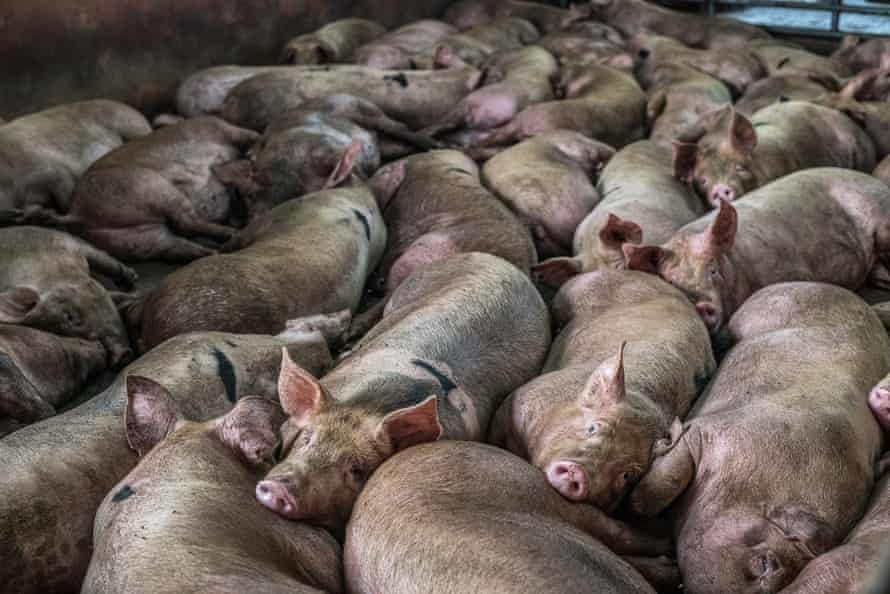 Slaughter Line Speeds Just Got Faster at Three . Pig Processing Plants —  Species Unite