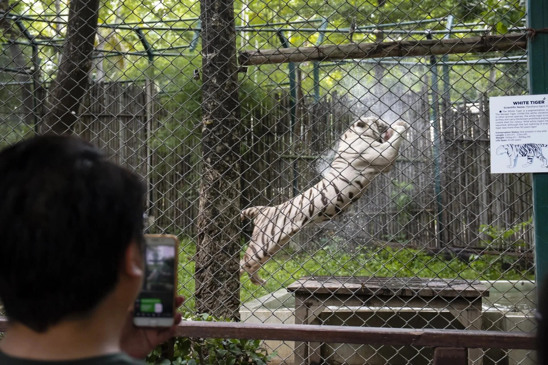 Virus outbreak kills 72 captive tigers at Thailand tourist attraction
