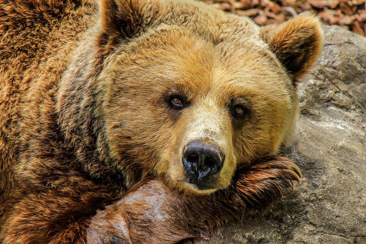Grisly outlook: Bears kill more and more livestock as their population  grows