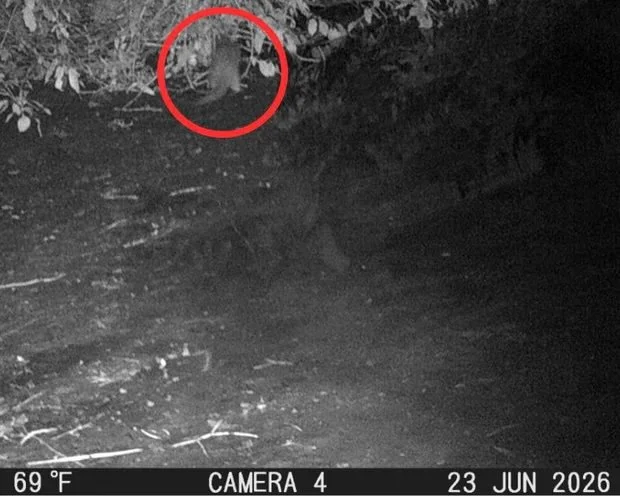 River otter returns to the Bronx River after more than 100 years