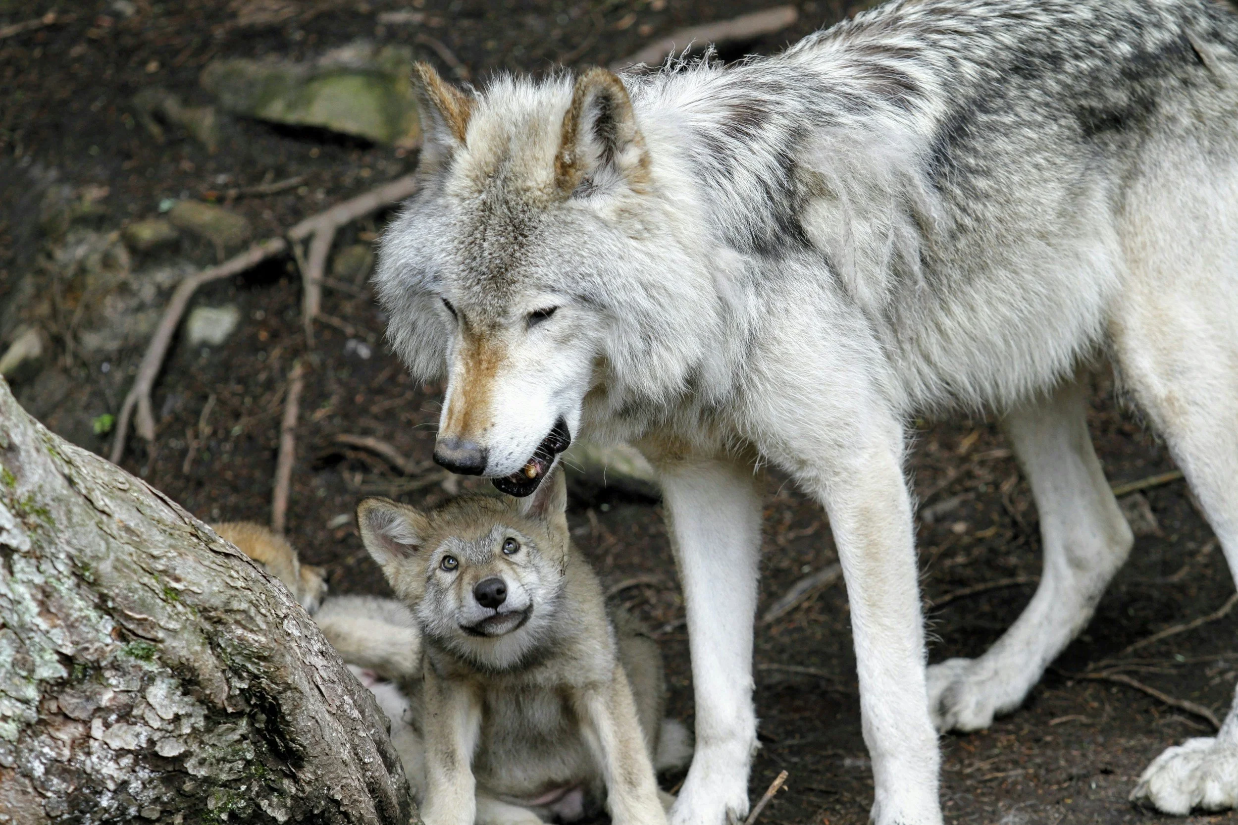 Fifteen gray wolves released in Colorado last week as state’s historic ...
