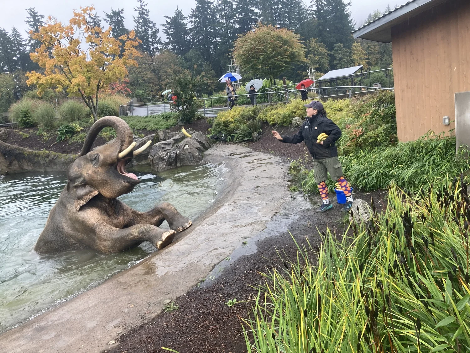 List of Top Ten “Worst” US Zoos Highlights Suffering of Elephants